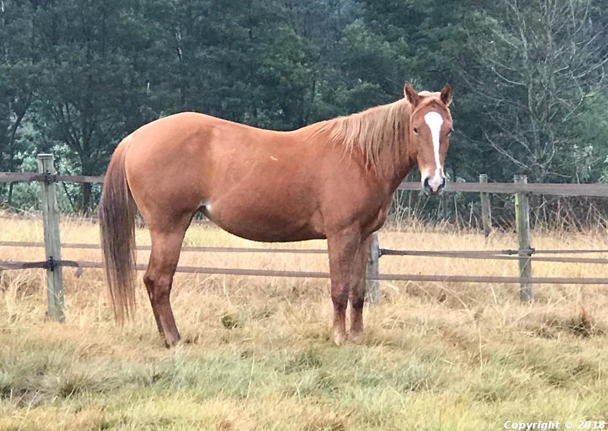 Sundancer Gunner B Nifty